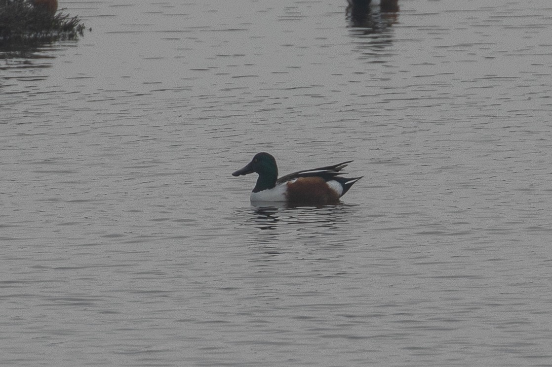Northern Shoveler - ML646226329