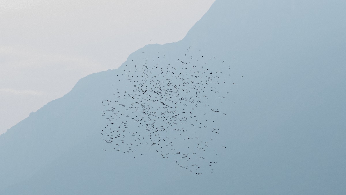 Rosy Starling - ML646226332