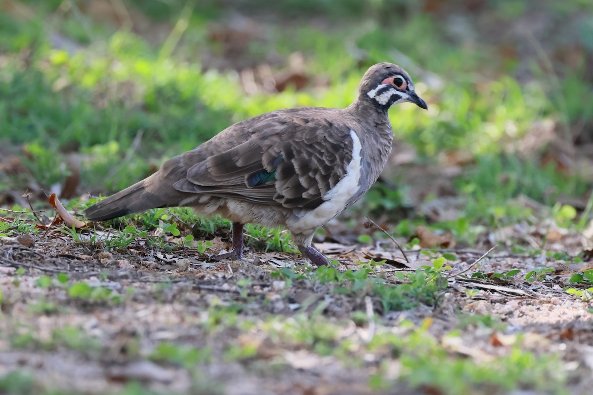 Squatter Pigeon - ML646226333