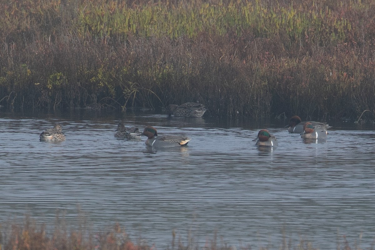 Green-winged Teal (American) - ML646226334