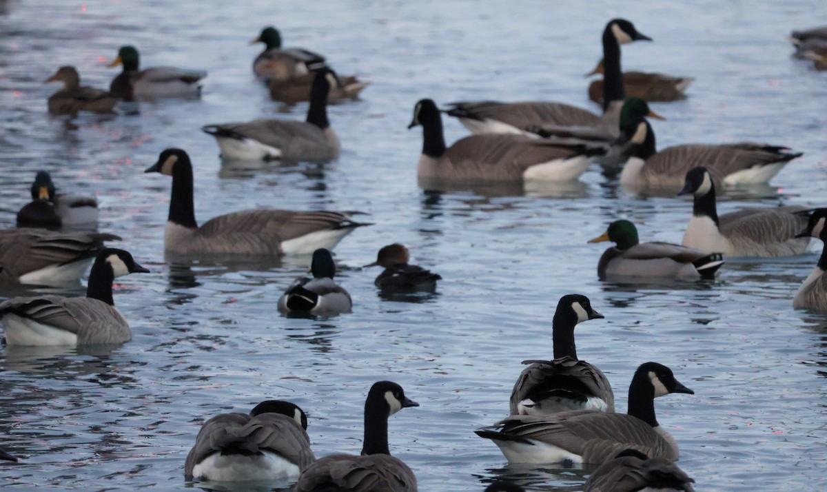 Hooded Merganser - ML646226335