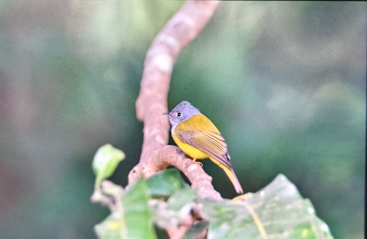 Papamoscas Cabecigrís - ML646226336