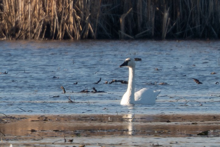 Cisne Chico - ML646226337