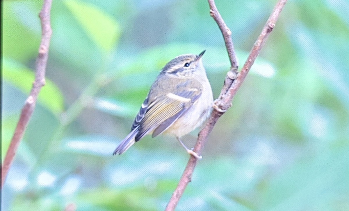 Mosquitero de Hume - ML646226339