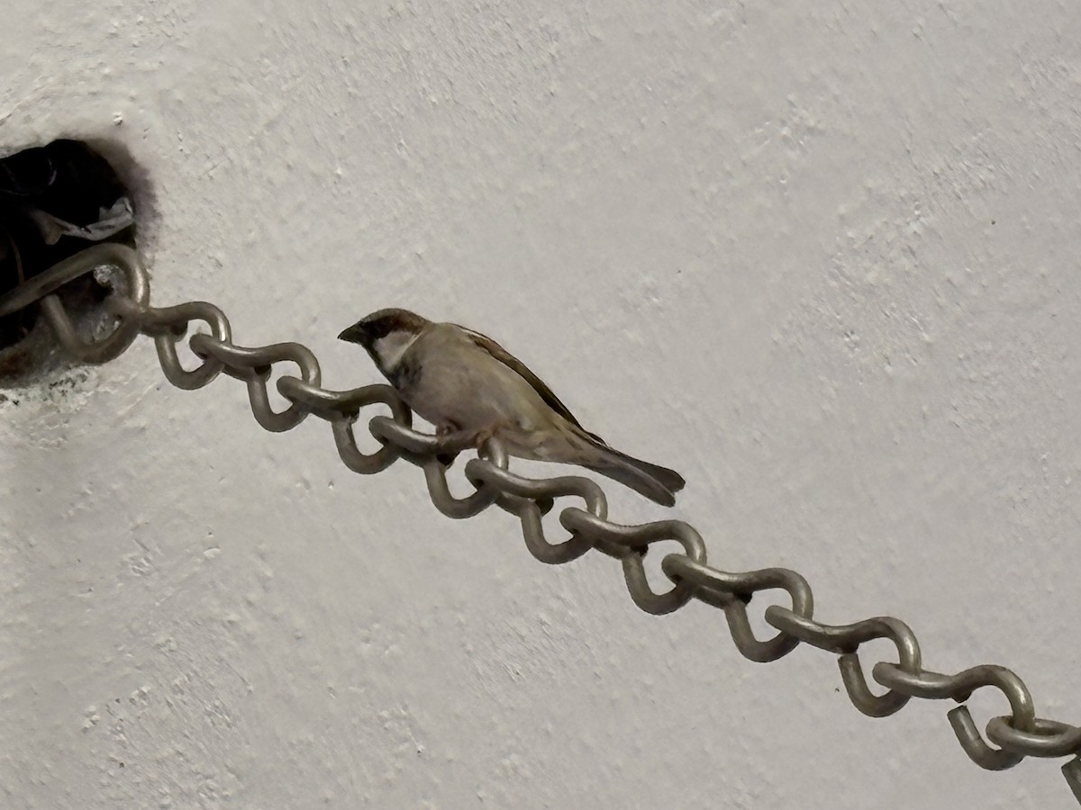 Gorrión Común - ML646226340