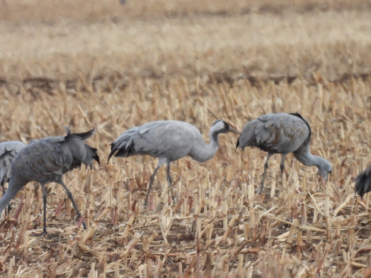Grulla Común - ML646226342