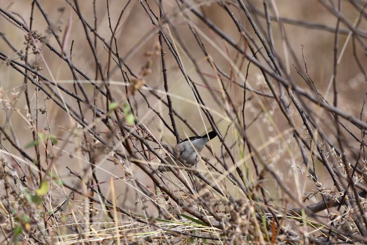 Capuchino Picoplata Indio - ML646226343