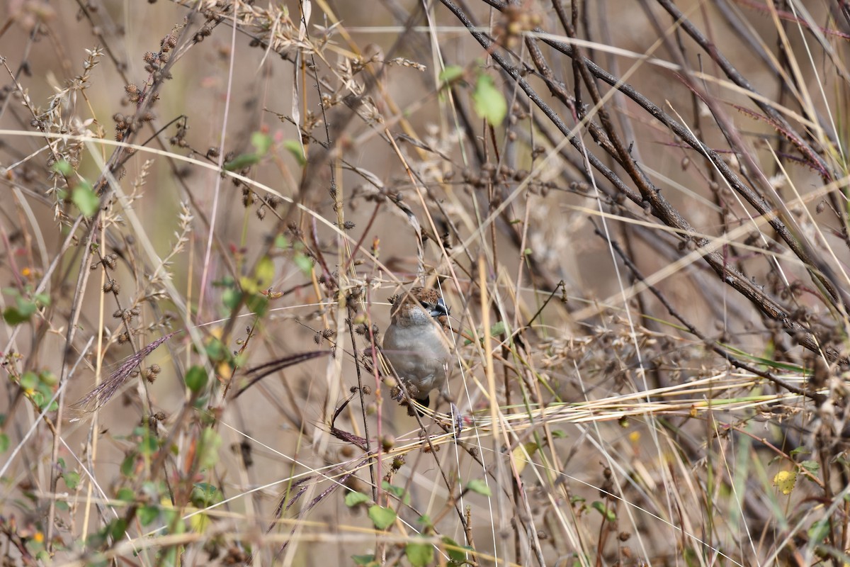 Capuchino Picoplata Indio - ML646226344