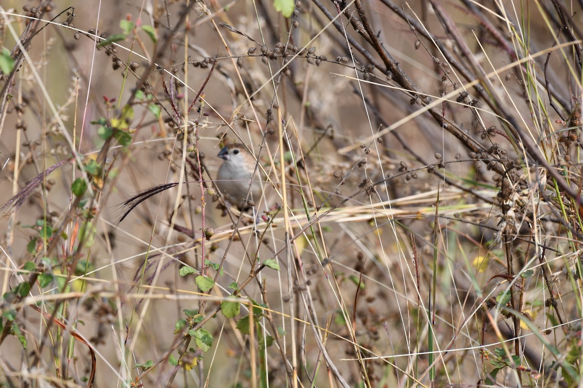 Capuchino Picoplata Indio - ML646226345