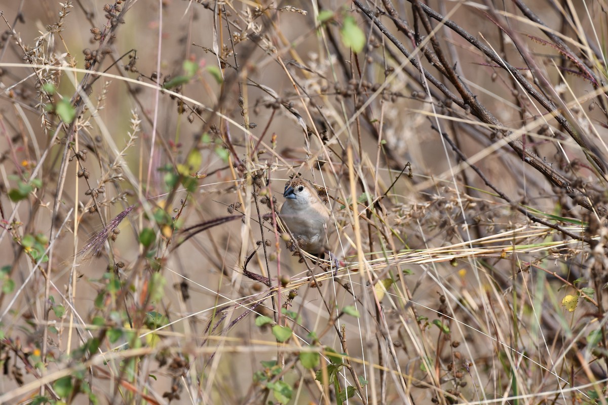 Capuchino Picoplata Indio - ML646226346