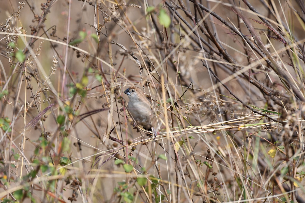 Capuchino Picoplata Indio - ML646226347