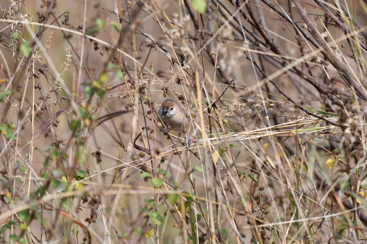 Capuchino Picoplata Indio - ML646226348