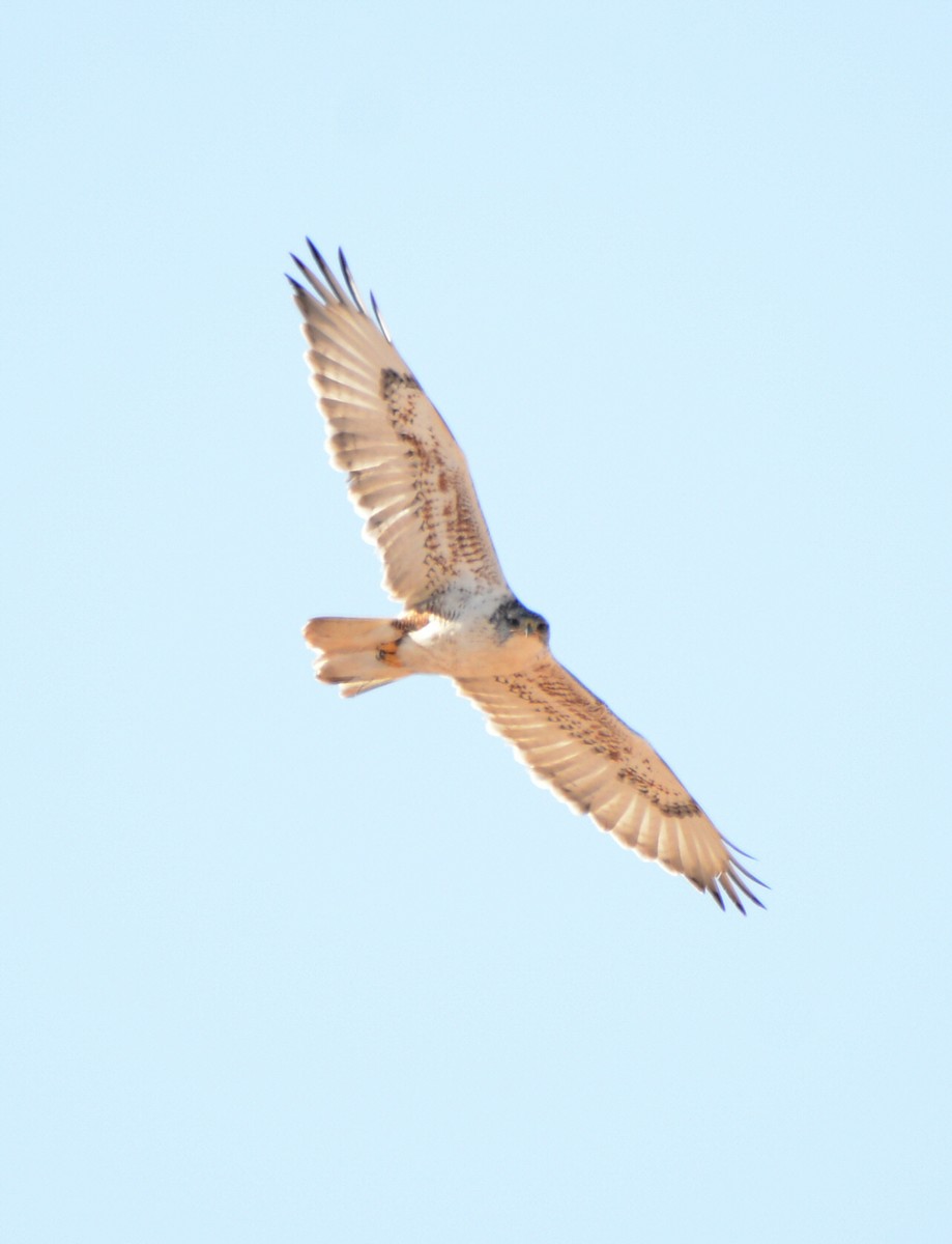 Busardo Herrumbroso - ML646226349