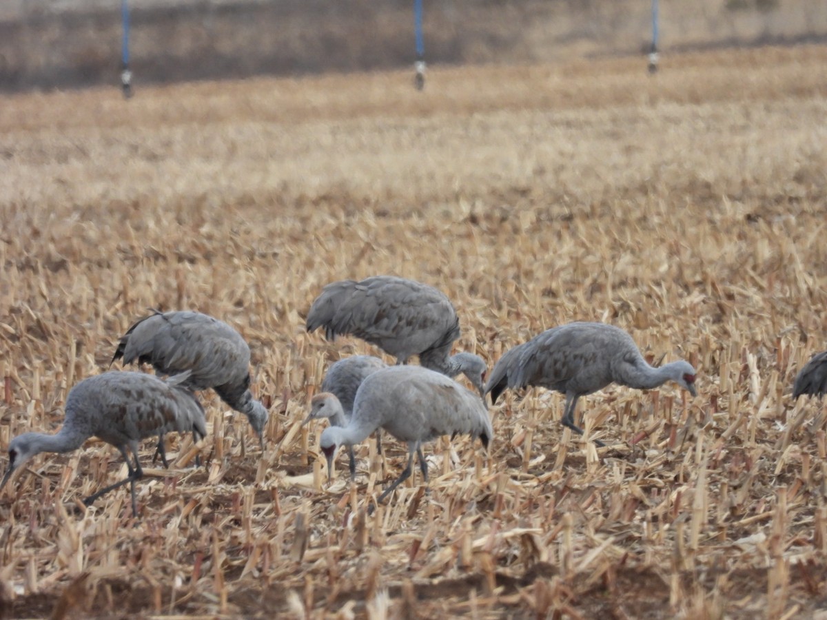 Grulla Canadiense - ML646226354