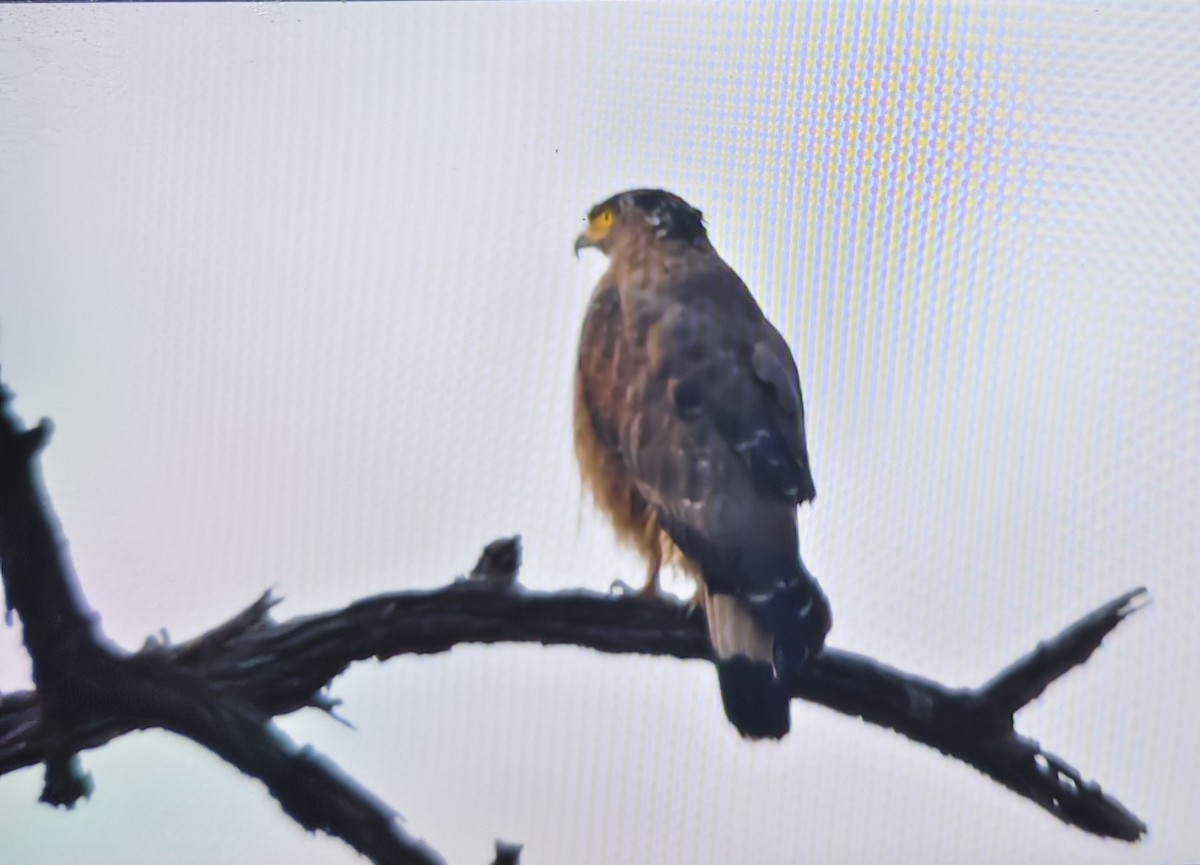 Culebrera Chiíla - ML646226357