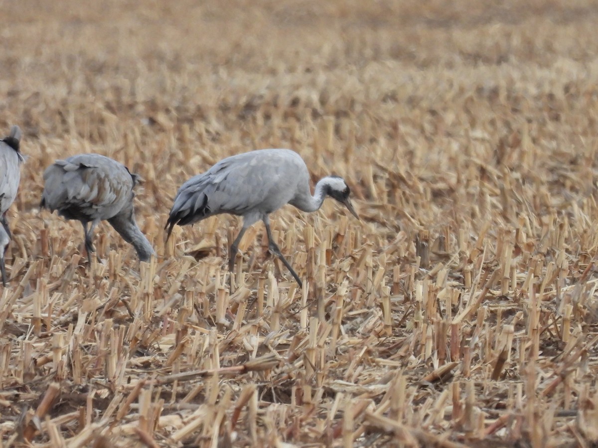Grulla Común - ML646226359