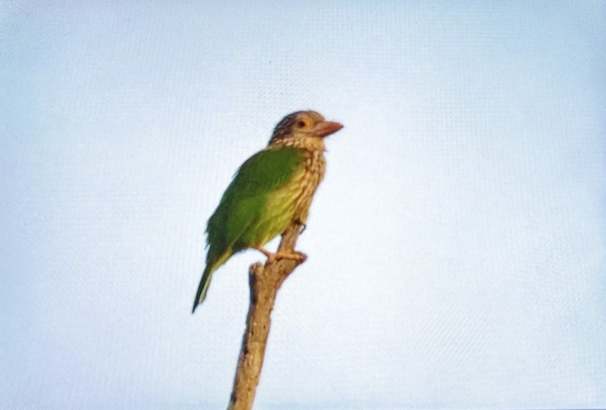 Barbudo Listado - ML646226360