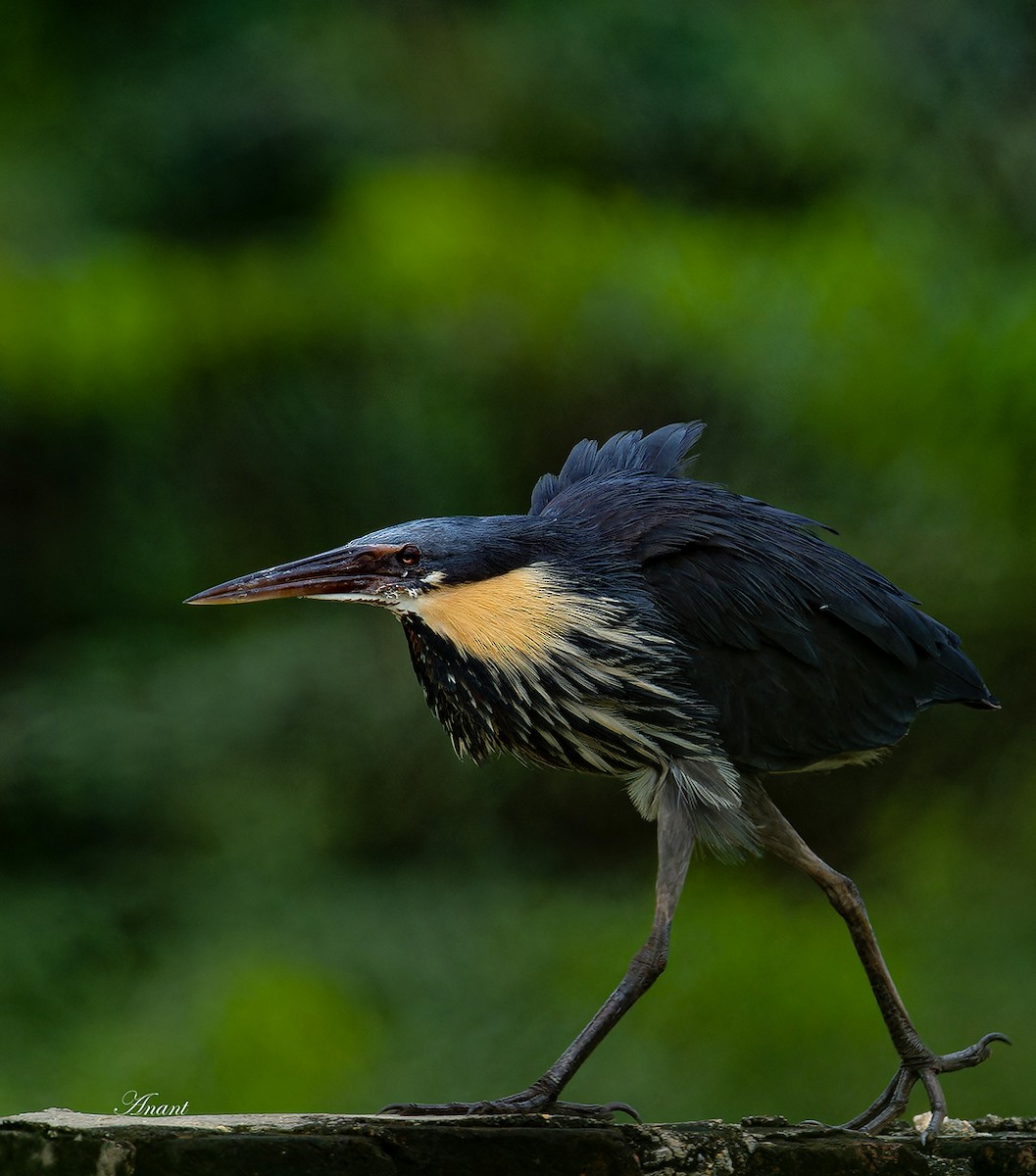 Avetorillo Negro - ML646226361