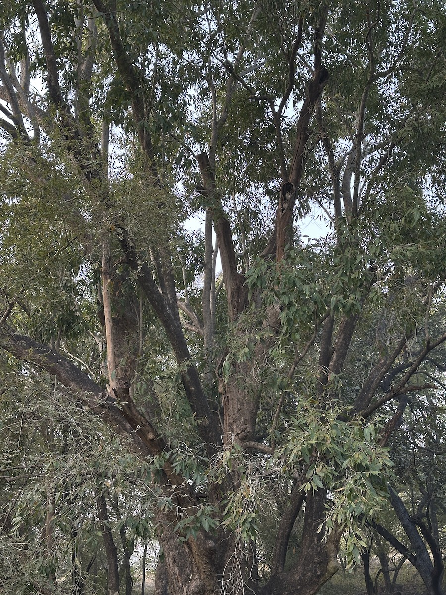 Autillo Indio - ML646226362