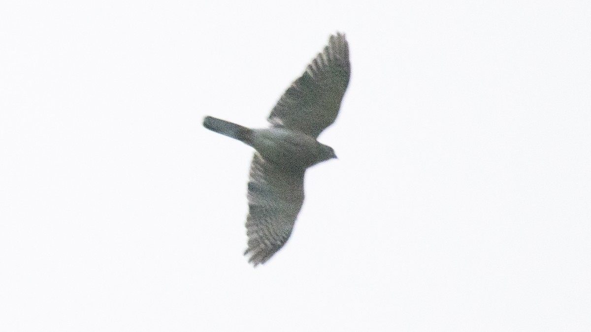 Accipitrino (Antes Accipiter sp.) - ML646226363