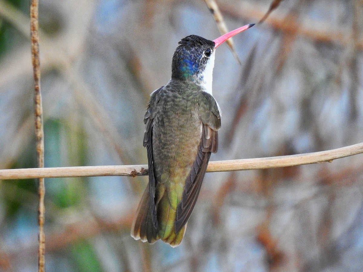 Amazilia Coronivioleta - ML646226364