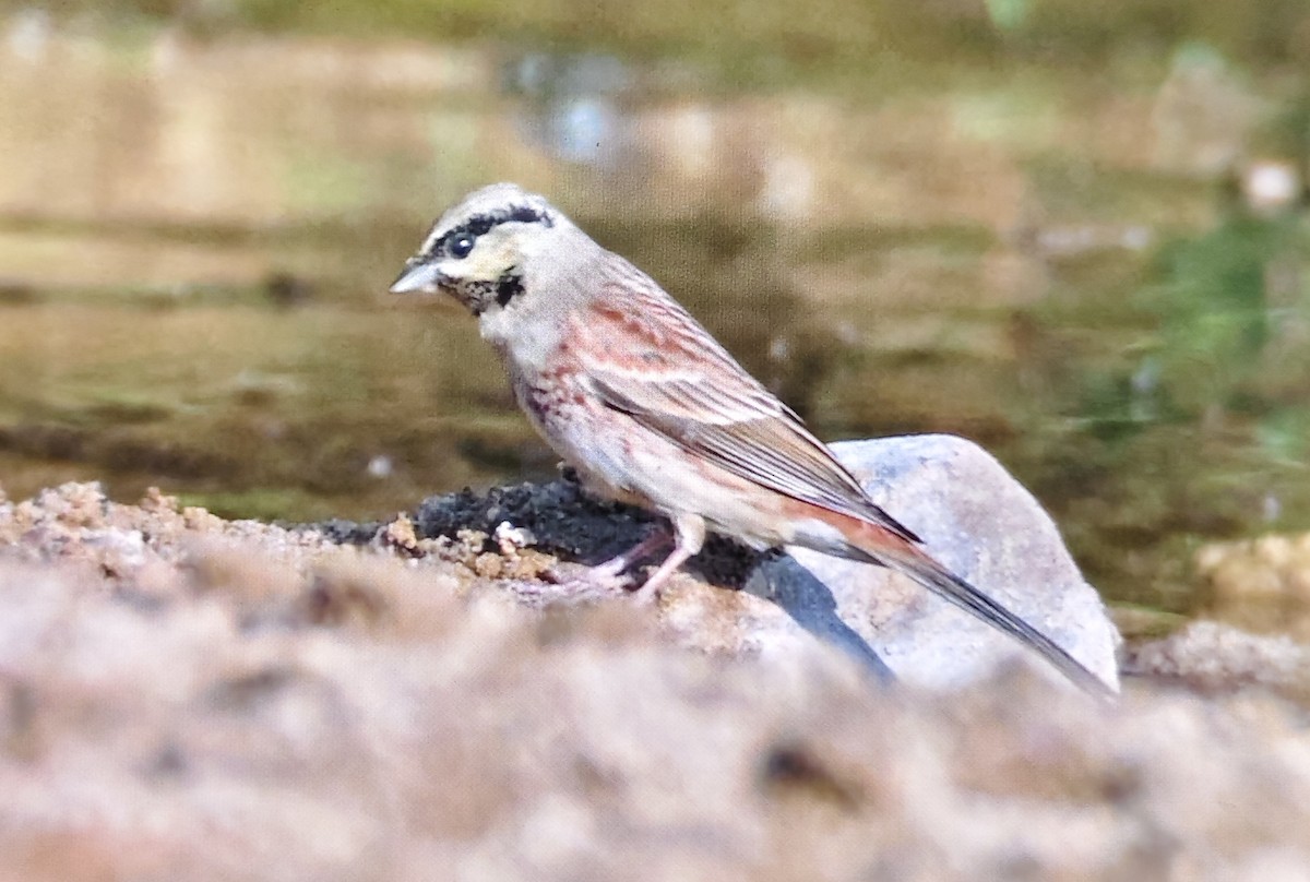 White-capped Bunting - ML646226365