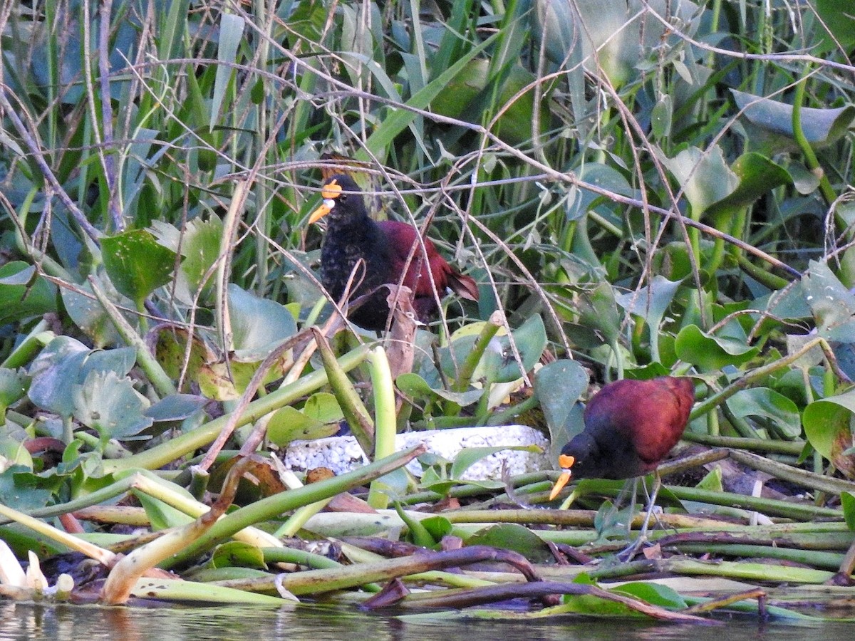Northern Jacana - ML646226366