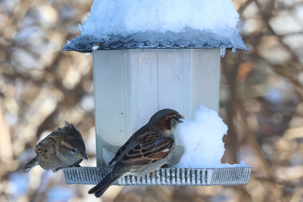 דרור הבית - ML646226370