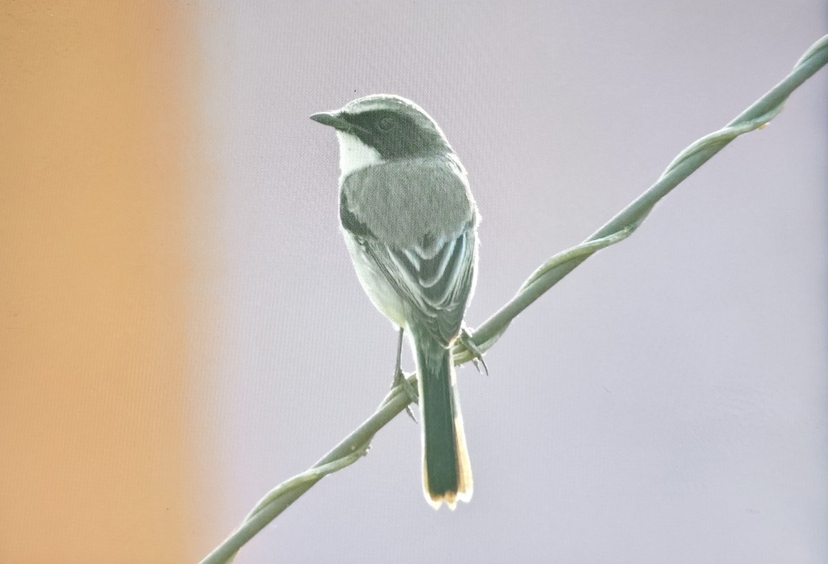 Gray Bushchat - ML646226372