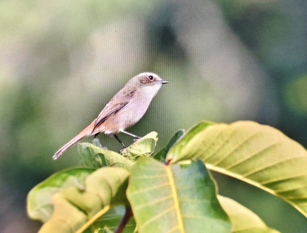 Gray Bushchat - ML646226373