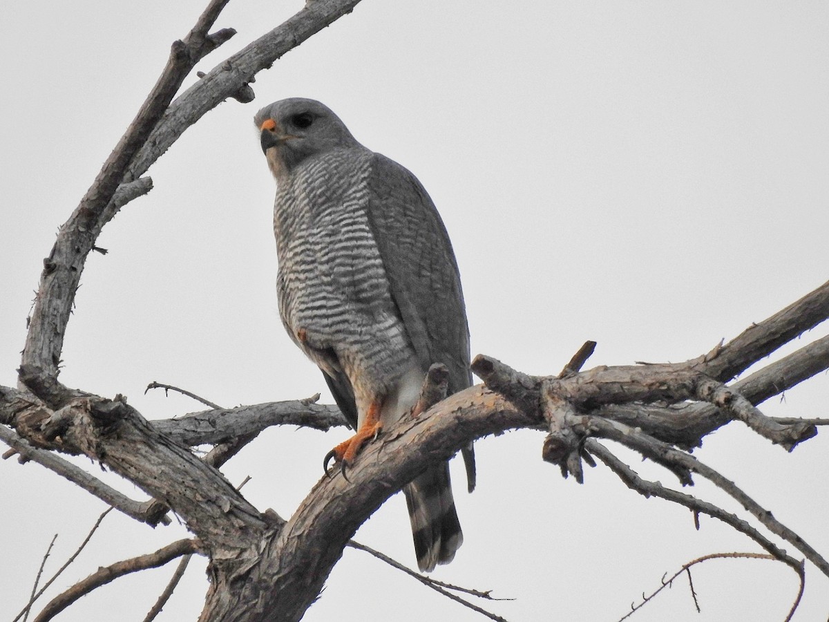 Gray Hawk - ML646226374