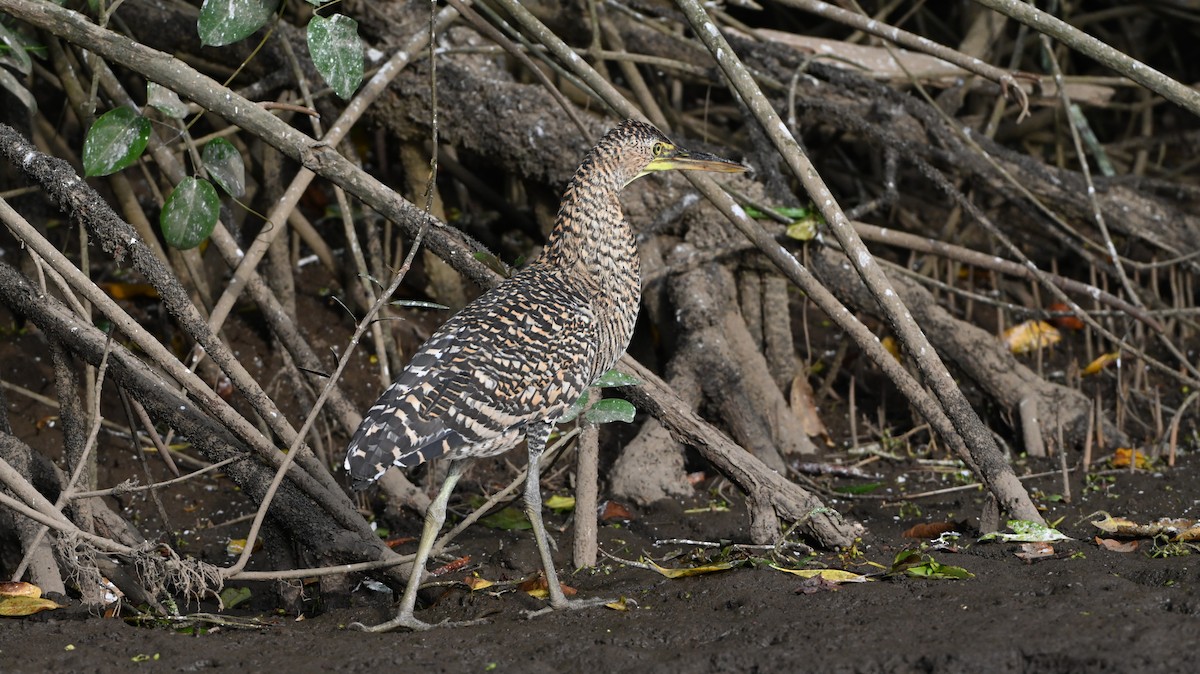 Bare-throated Tiger-Heron - ML646226377