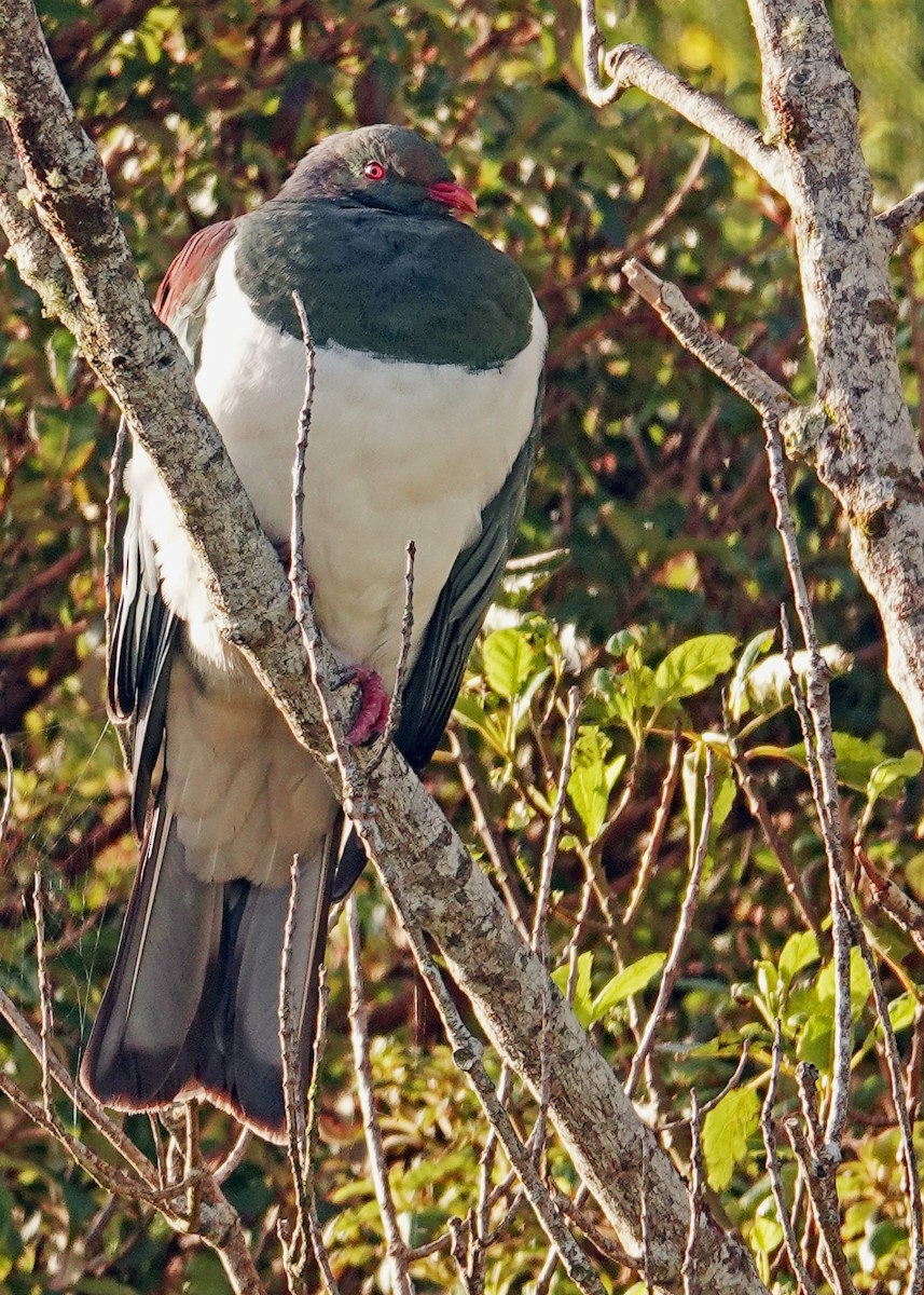 New Zealand Pigeon - ML646226387