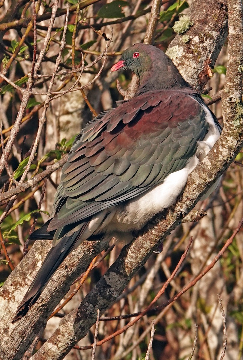 New Zealand Pigeon - ML646226391