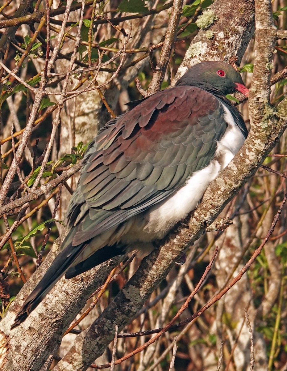 New Zealand Pigeon - ML646226396