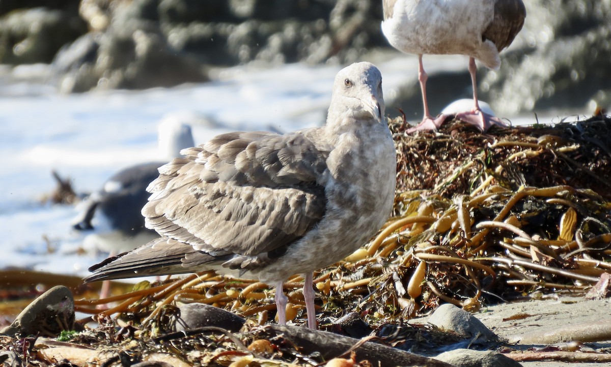 Western Gull - ML646226397