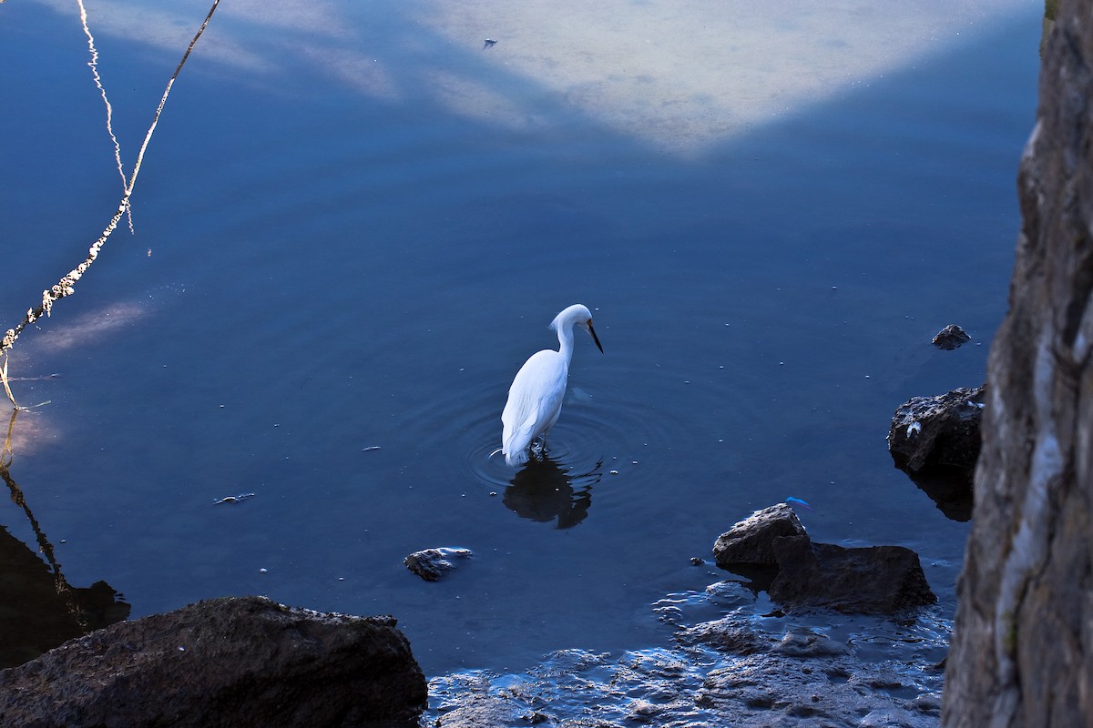 Snowy Egret - ML646226400