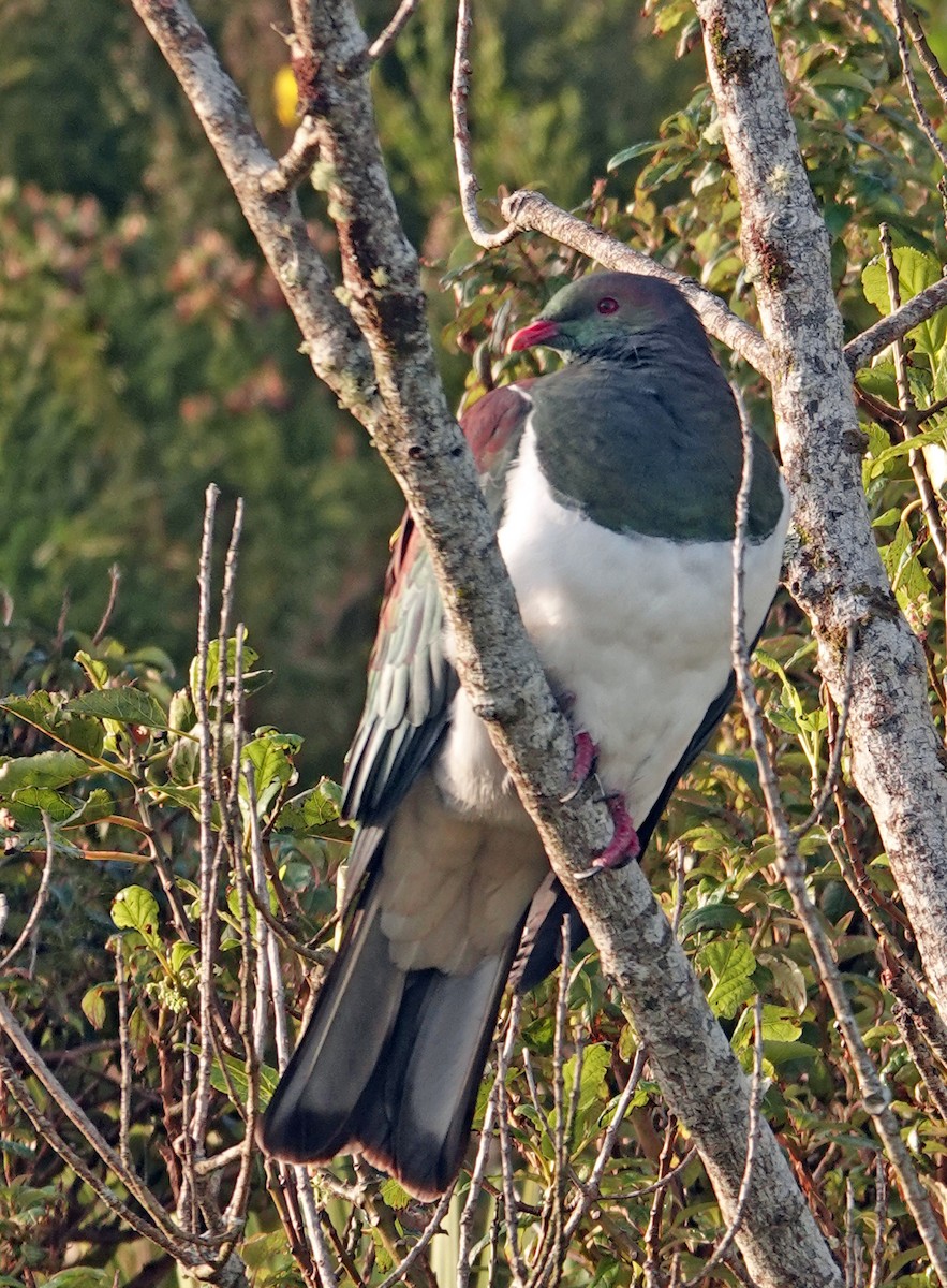 New Zealand Pigeon - ML646226403