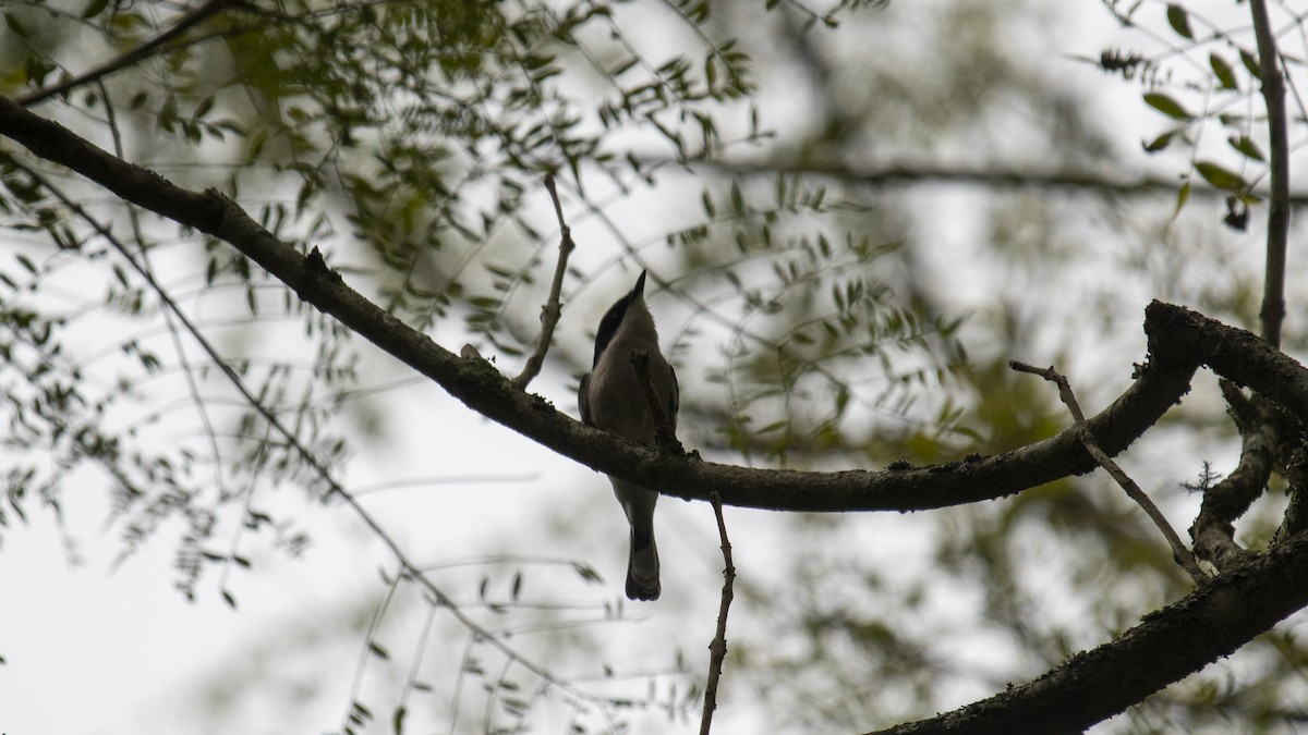Bar-winged Flycatcher-shrike - ML646226404