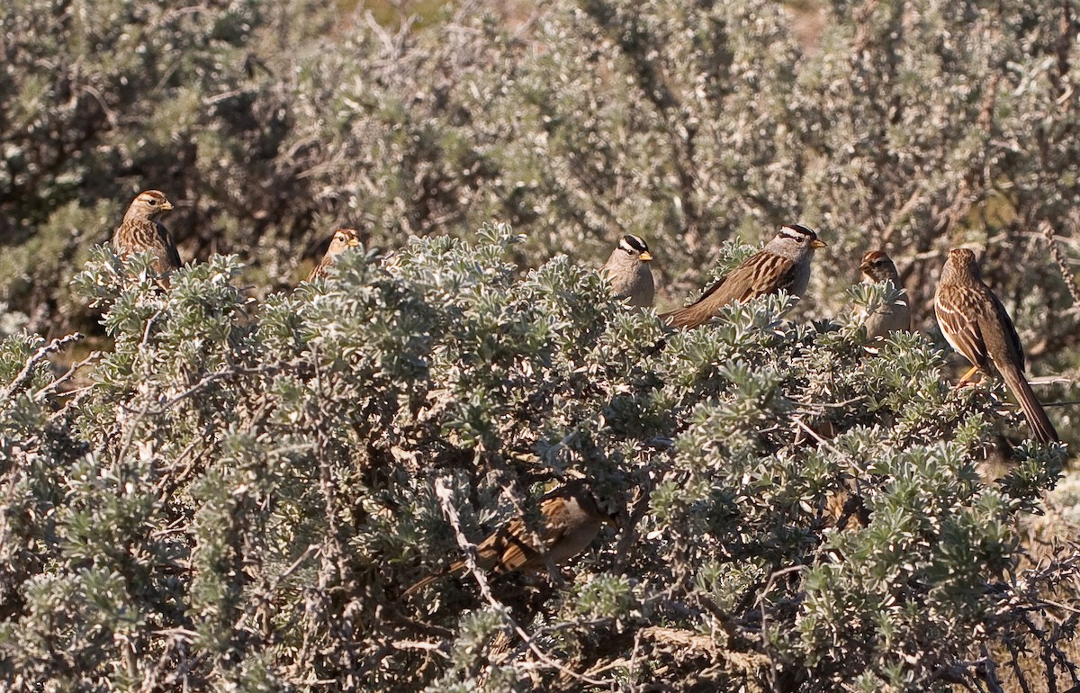 White-crowned Sparrow - ML646226405