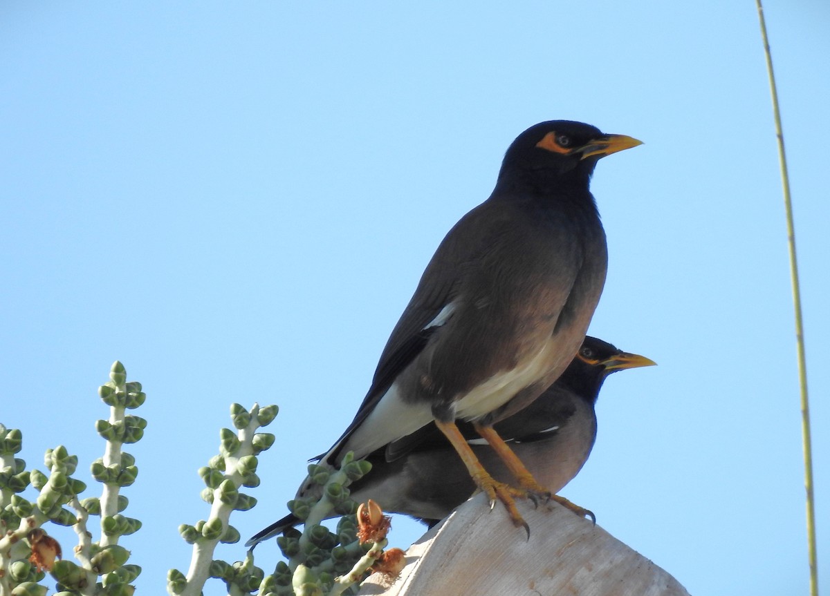 Common Myna - ML646226406