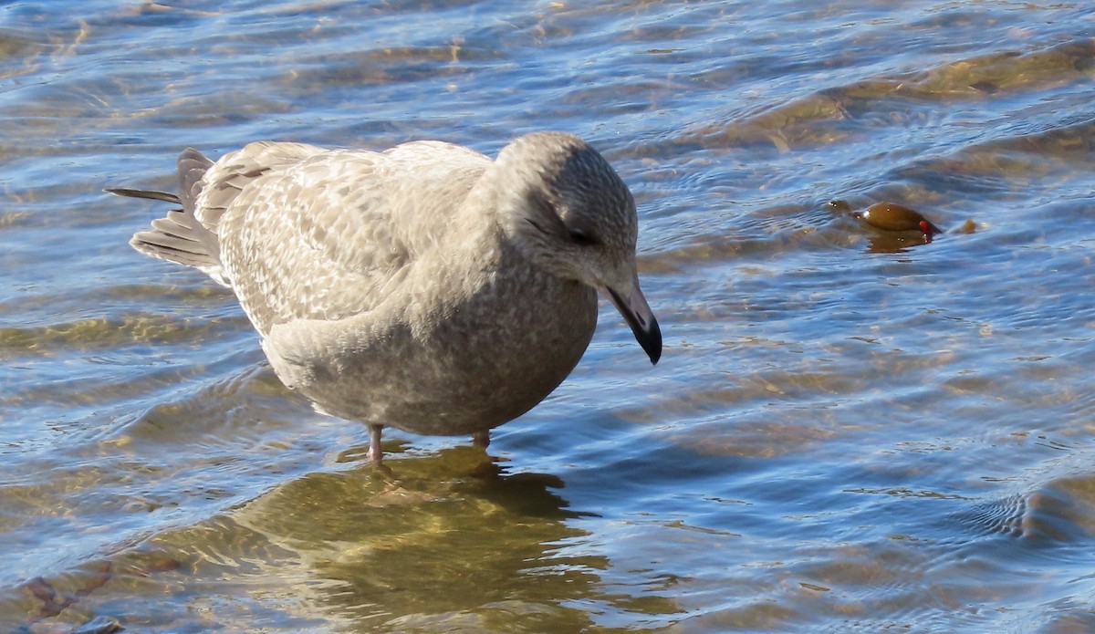 American Herring Gull - ML646226407