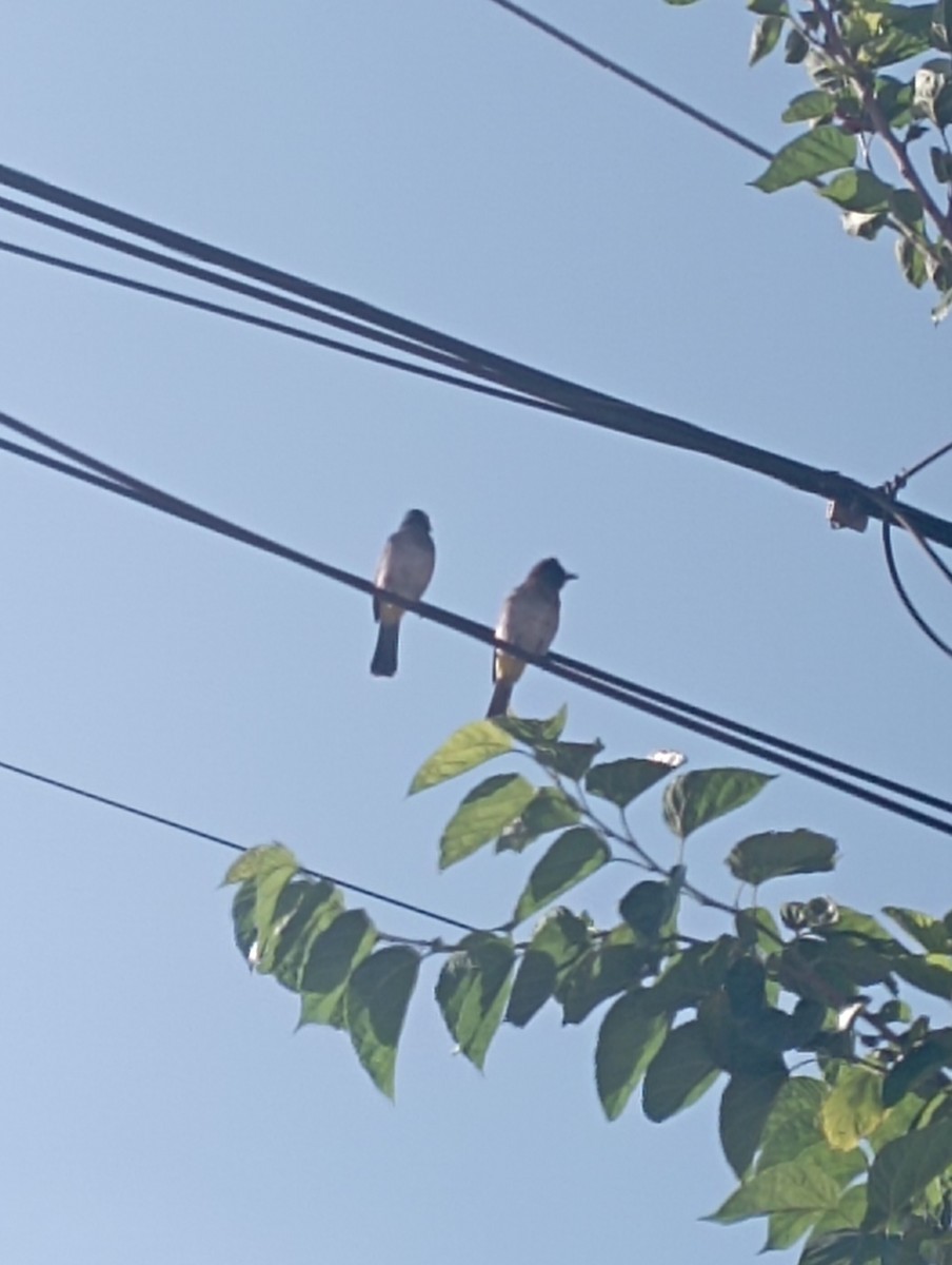 Common Bulbul (Dark-capped) - ML646226408