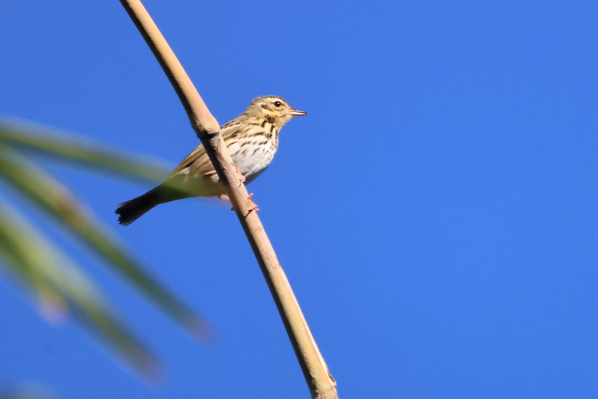 Olive-backed Pipit - ML646226409