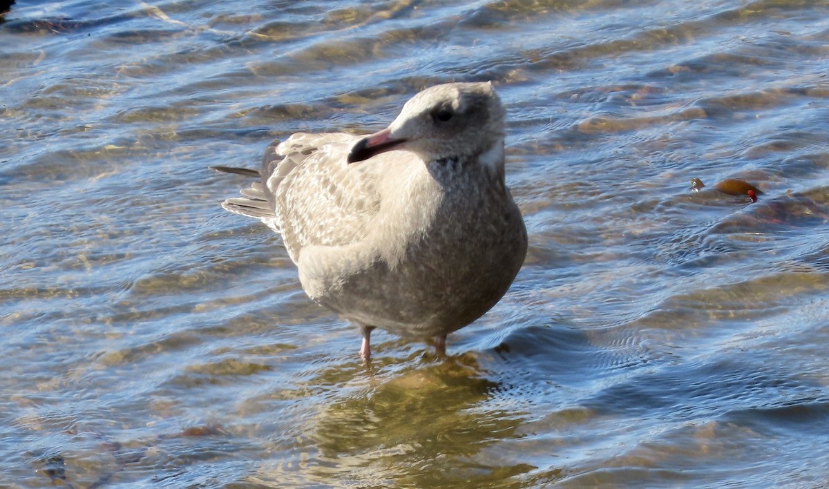 American Herring Gull - ML646226410