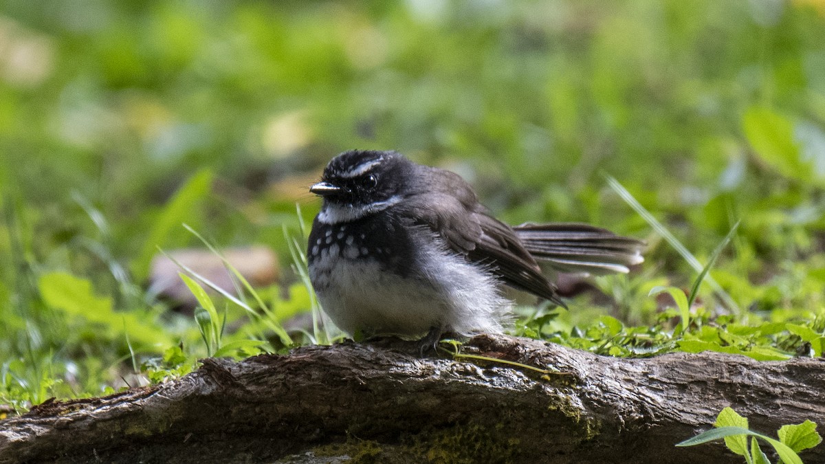 Spot-breasted Fantail - ML646226411