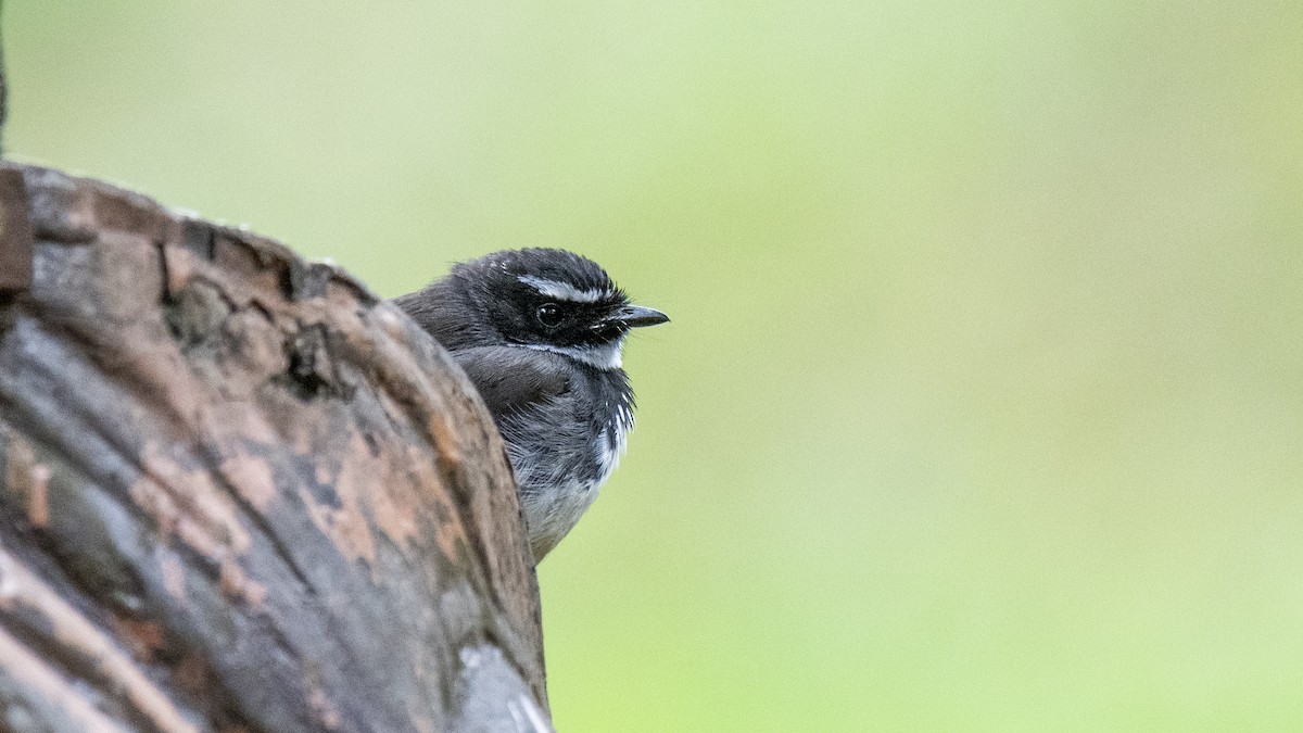 Spot-breasted Fantail - ML646226412