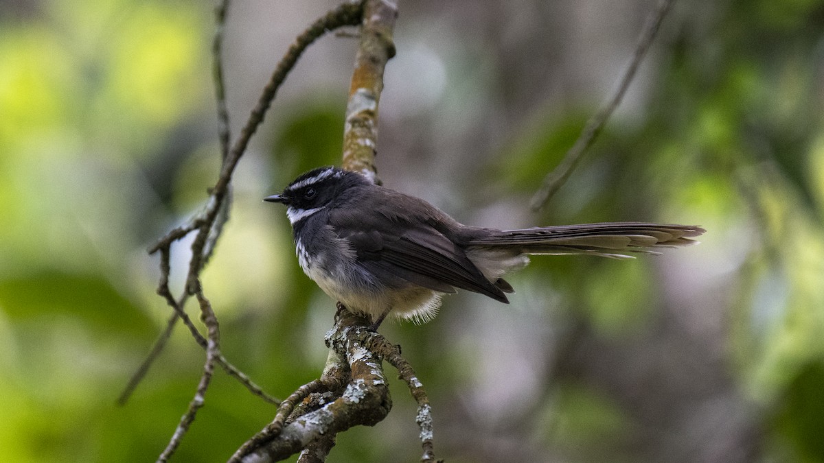 Spot-breasted Fantail - ML646226413