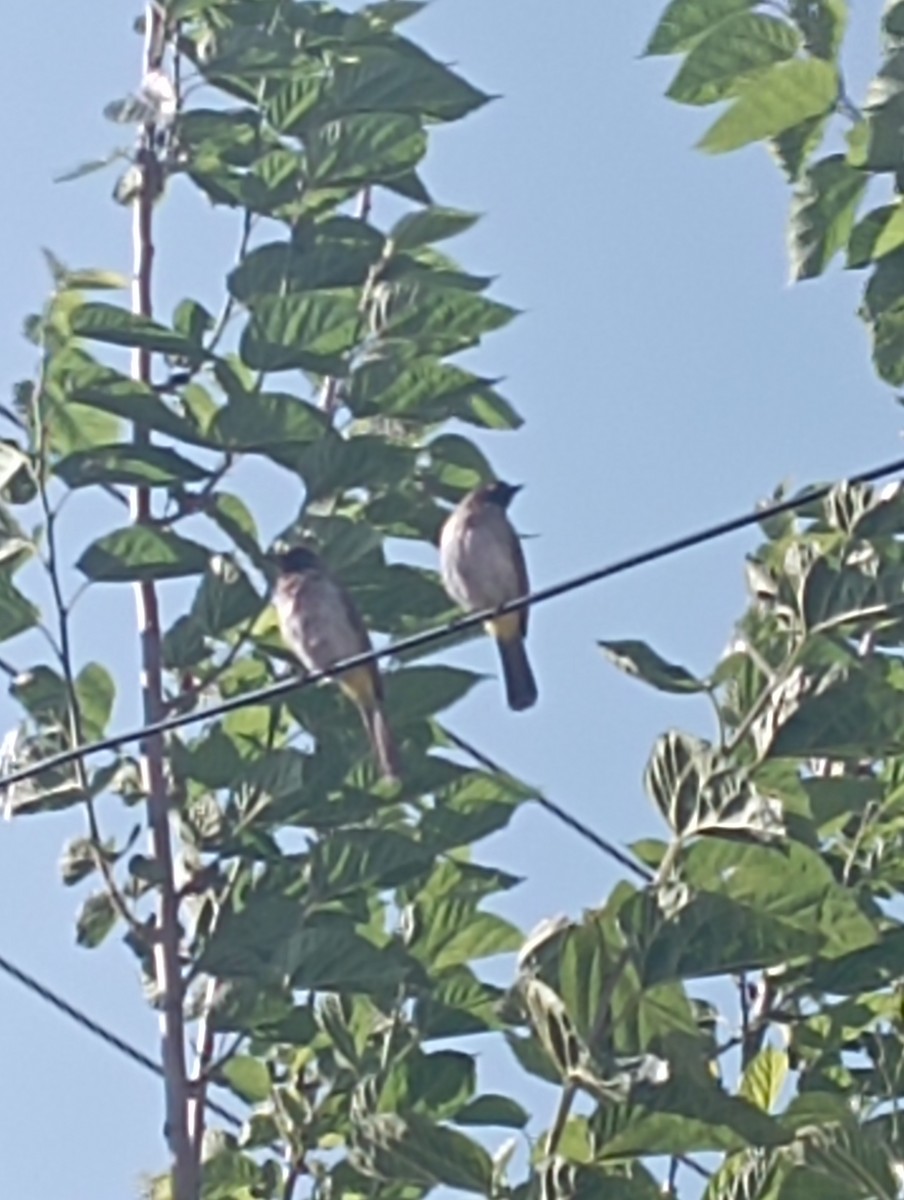Common Bulbul (Dark-capped) - ML646226414