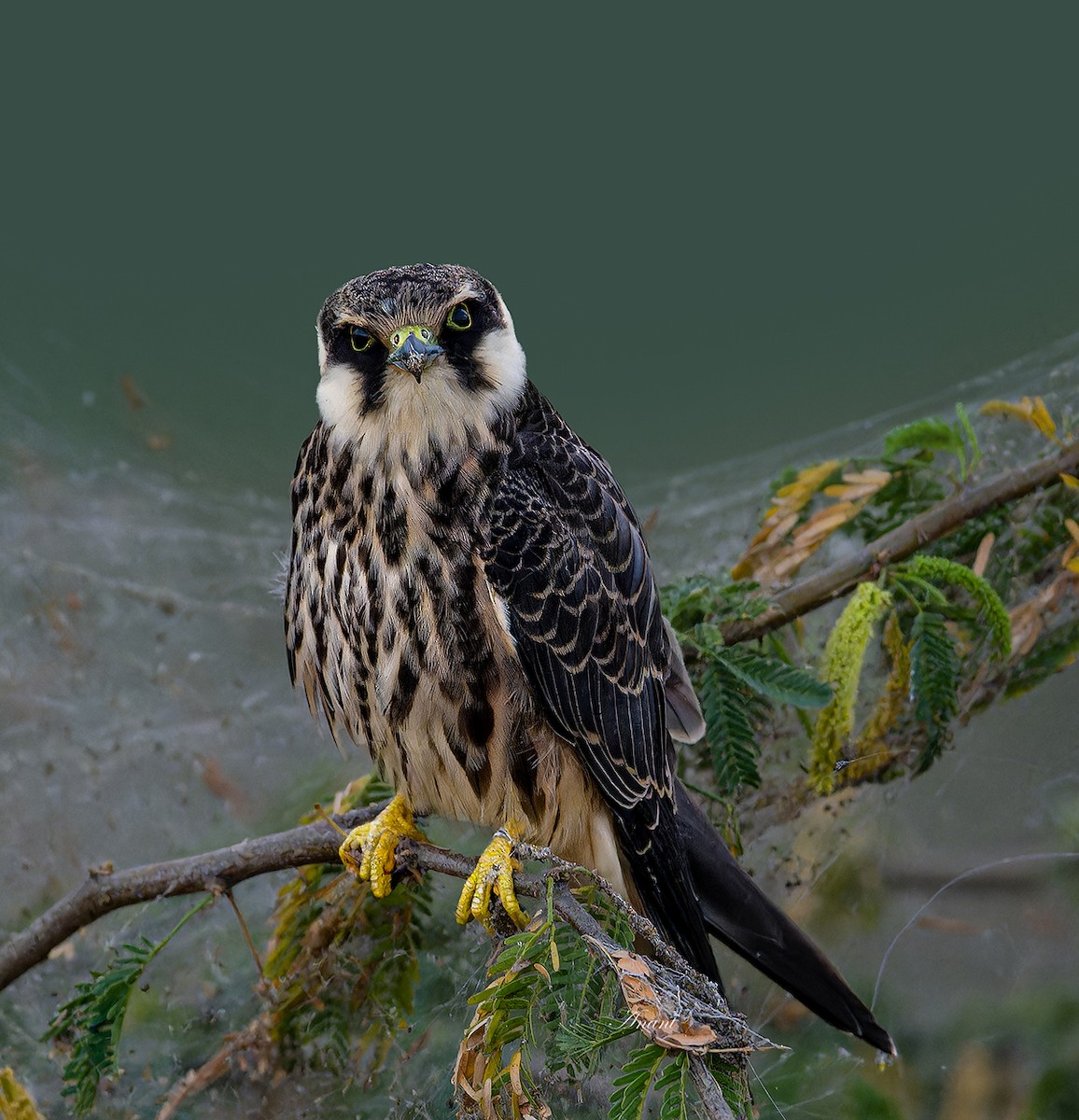 Eurasian Hobby - ML646226415